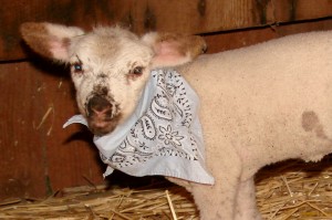 Deer Hollow Farm lamb
