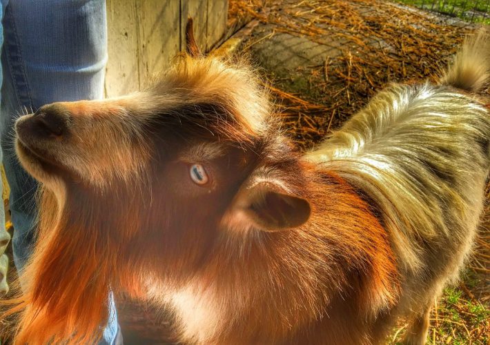 Nigerian Dwarf Goats at the Farm!