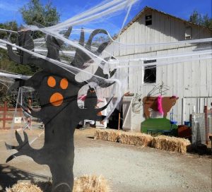 Deer Hollow Farm invites you to celebrate the spooky spirit of Halloween!